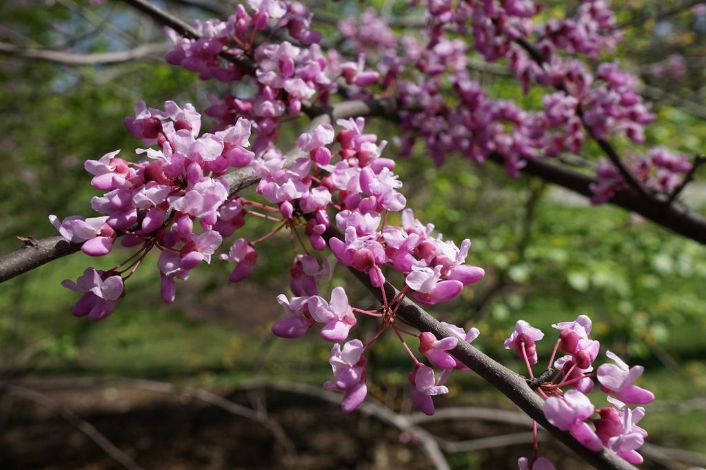 Cercis Canadensis Single Stem - View 14 from www redcrocus com