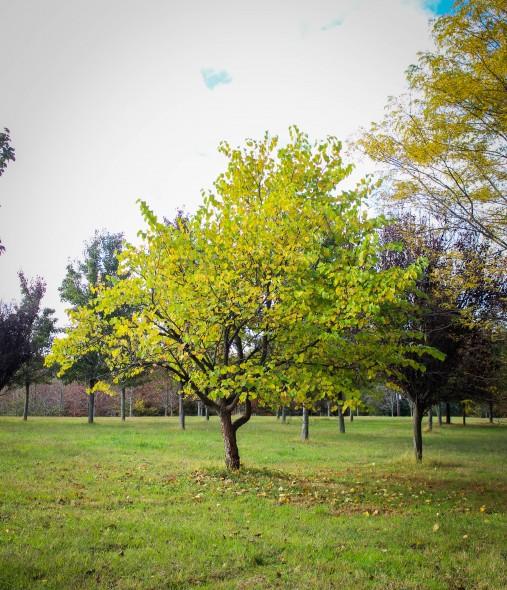 Cercis Canadensis Single Stem - View 8 from www redcrocus com