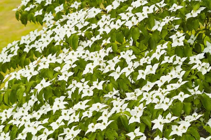 Cornus Kousa Multi Stem - View 18 from www redcrocus com