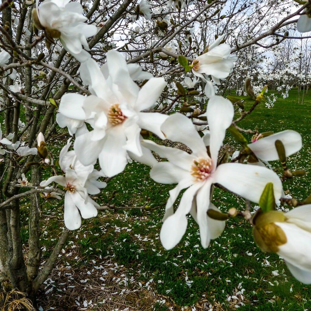 Magnolia Loebneri Merrill Multi Stem - View 11 from www redcrocus com