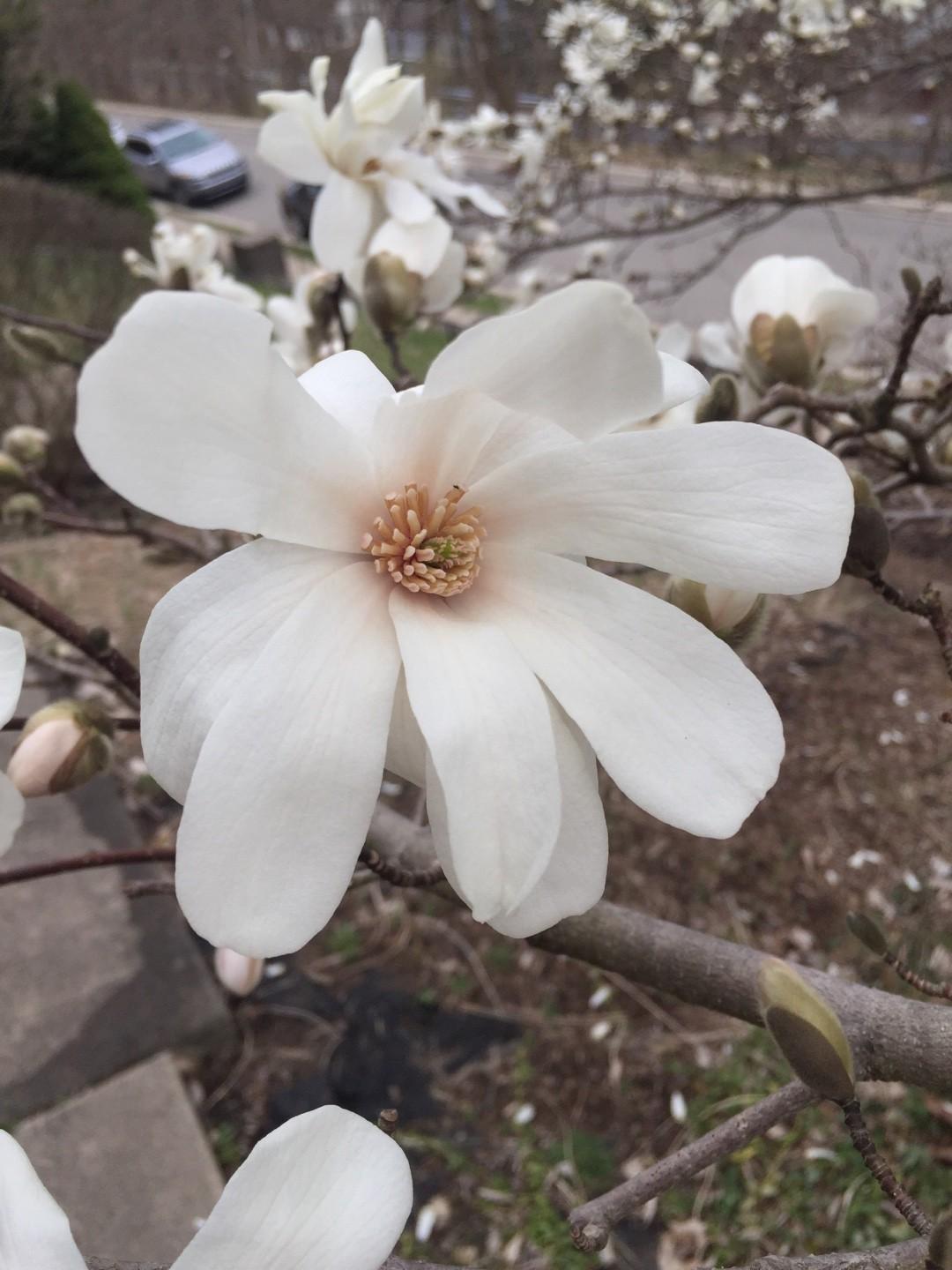 Magnolia Loebneri Merrill Multi Stem - View 12 from www redcrocus com