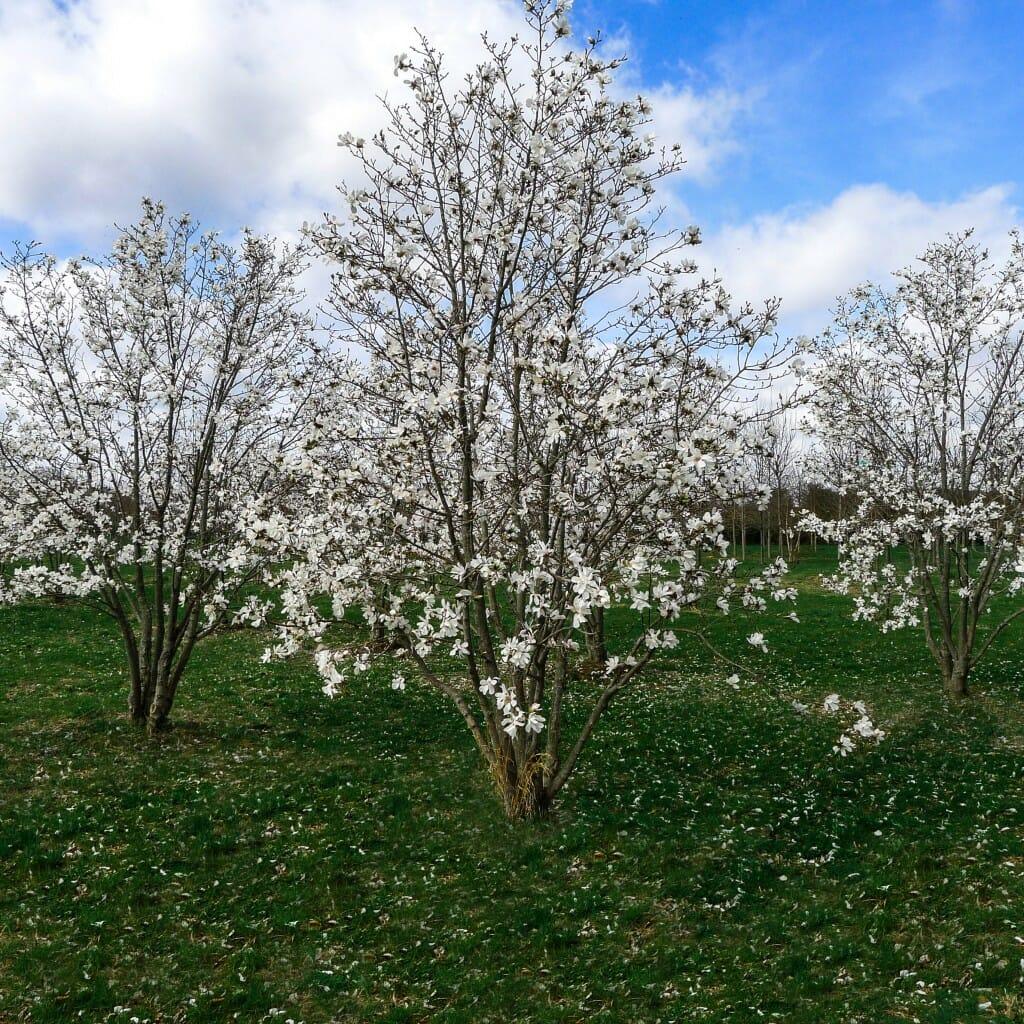 Magnolia Loebneri Merrill Multi Stem - View 13 from www redcrocus com