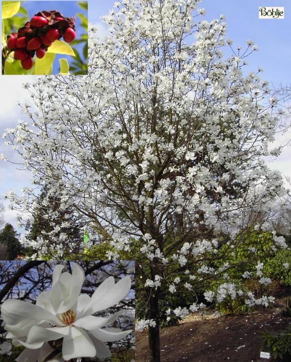 Magnolia Loebneri Merrill Multi Stem - View 15 from www redcrocus com