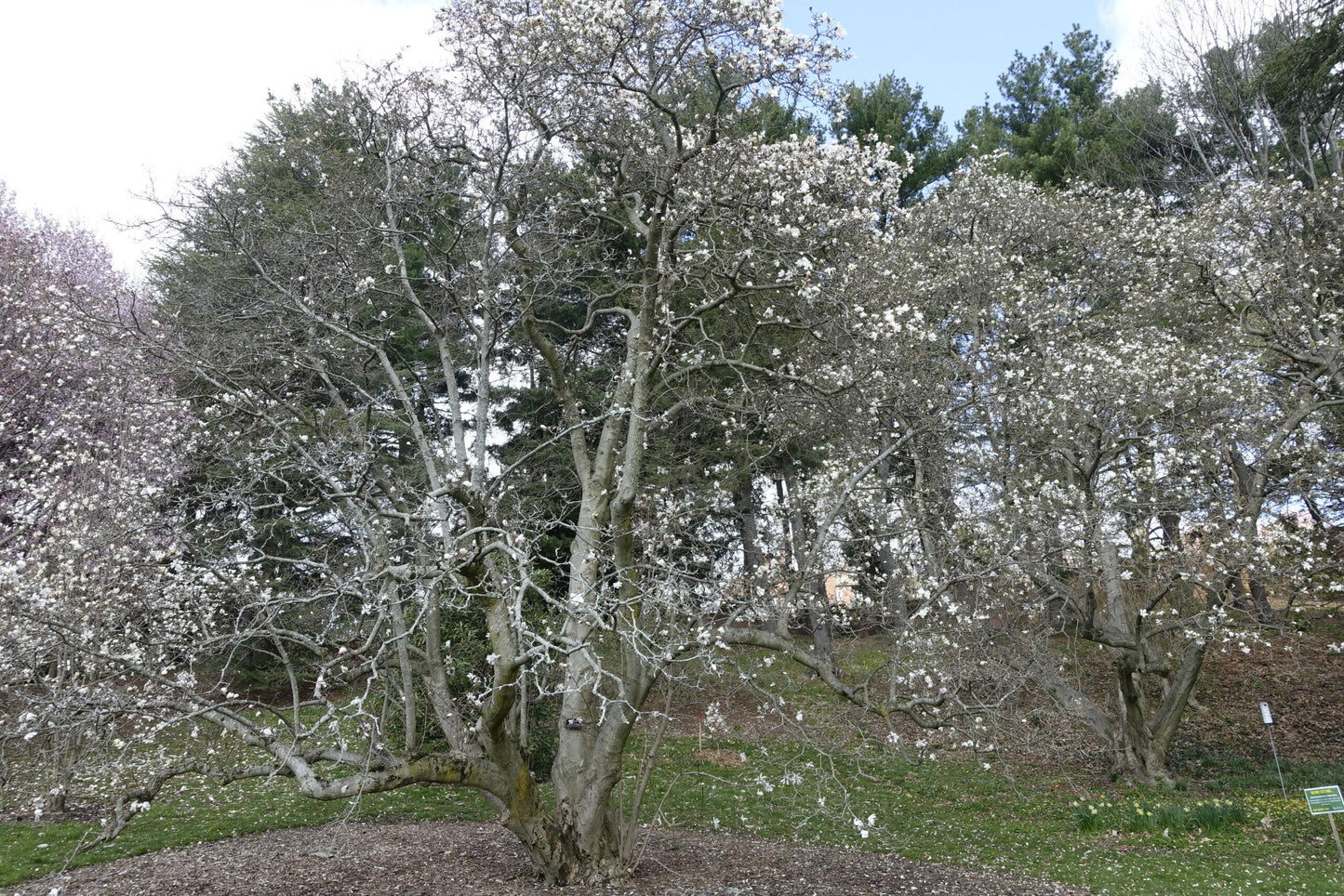 Magnolia Loebneri Merrill Multi Stem - View 16 from www redcrocus com