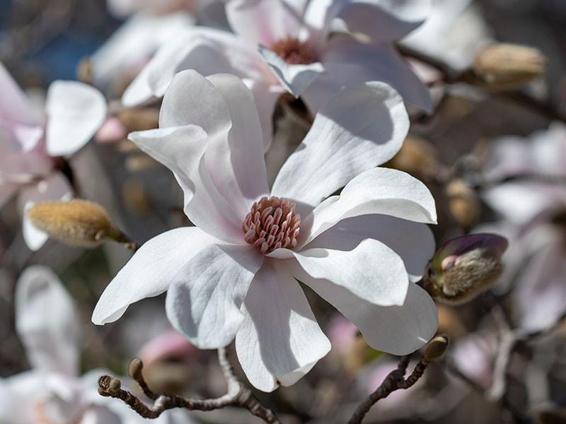 Magnolia Loebneri Merrill Multi Stem - View 18 from www redcrocus com