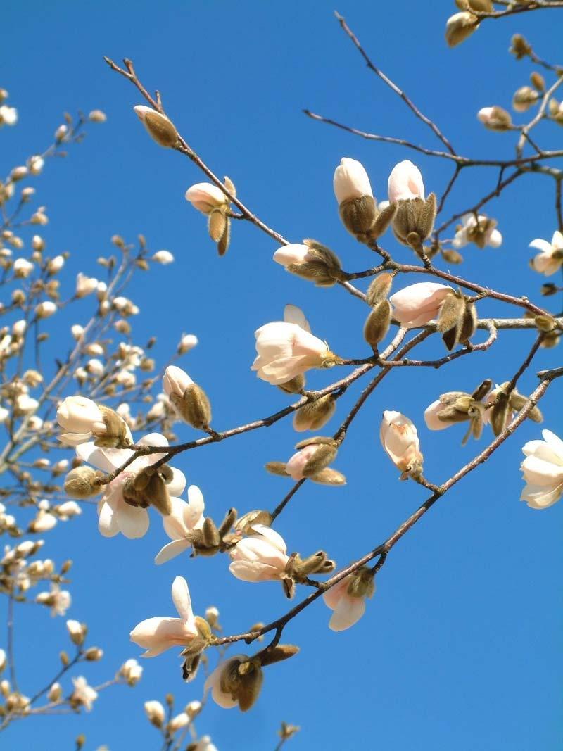 Magnolia Loebneri Merrill Multi Stem - View 1 from www redcrocus com