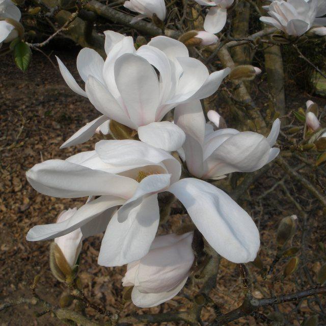Magnolia Loebneri Merrill Multi Stem - View 20 from www redcrocus com