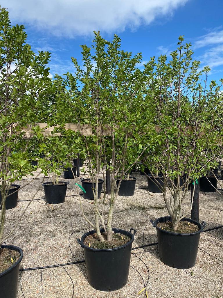 Magnolia Loebneri Merrill Multi Stem - View 4 from www redcrocus com