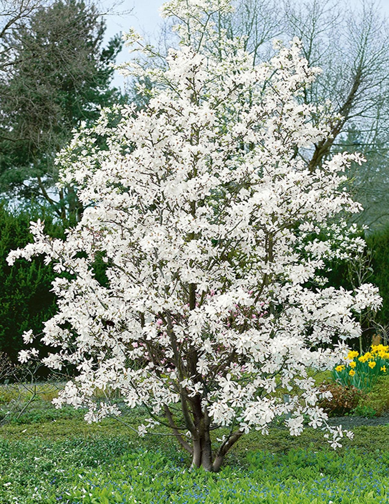 Magnolia Loebneri Merrill Multi Stem - View 5 from www redcrocus com