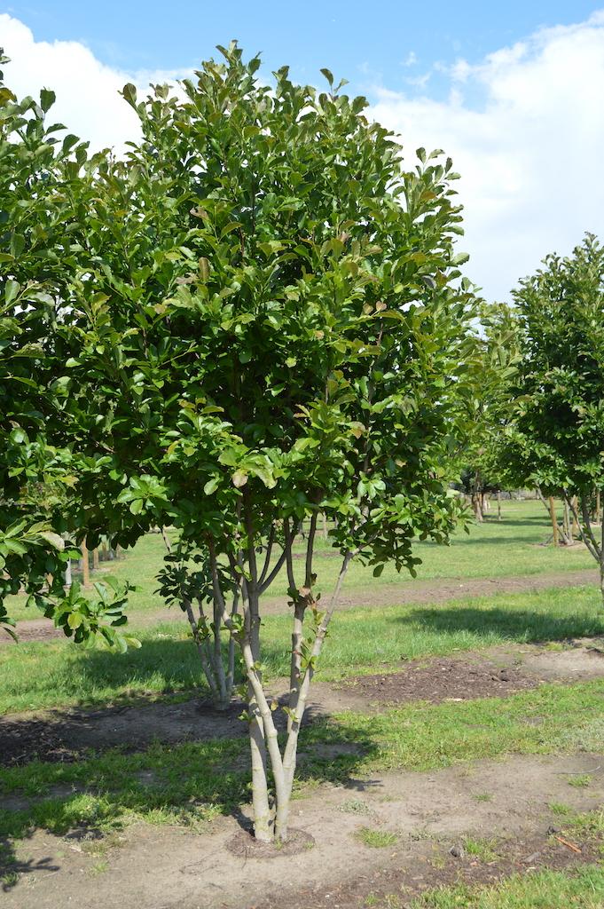 Magnolia Loebneri Merrill Multi Stem - View 8 from www redcrocus com