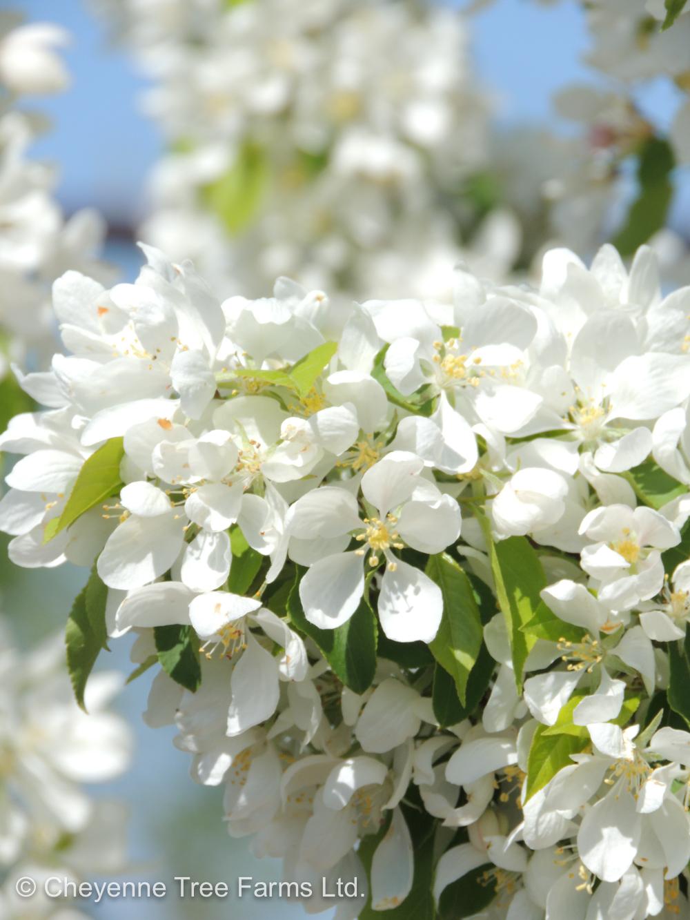 Malus Spring Snow - View 3 from www redcrocus com