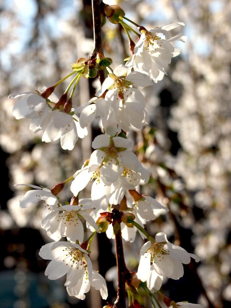 Prunus Subhirtella Snow Fountain Single Stem - View 10 from www redcrocus com