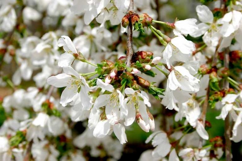 Prunus Subhirtella Snow Fountain Single Stem - View 12 from www redcrocus com