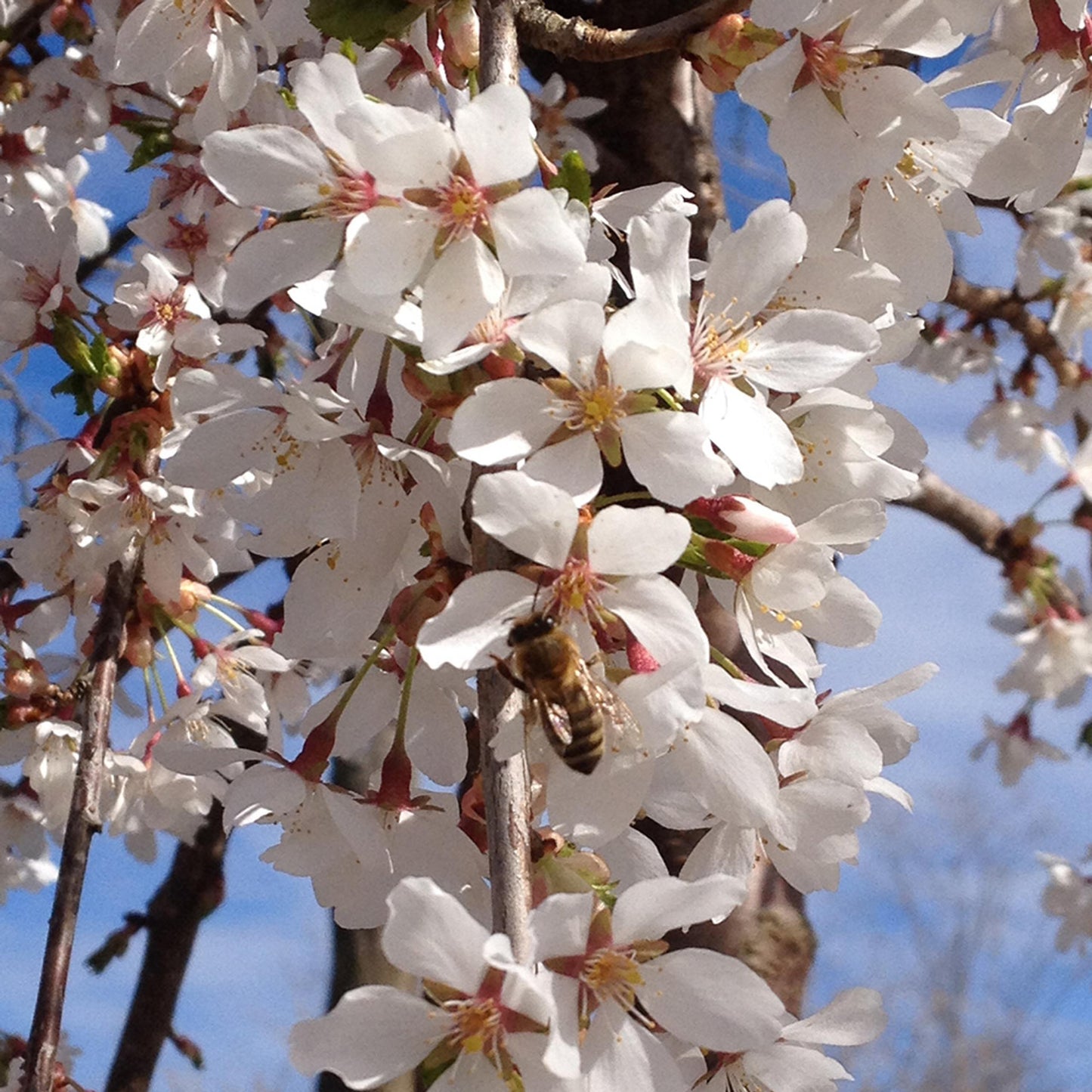 Prunus Subhirtella Snow Fountain Single Stem - View 14 from www redcrocus com