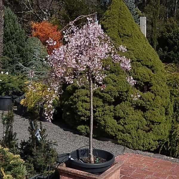 Prunus Subhirtella Snow Fountain Single Stem - View 17 from www redcrocus com