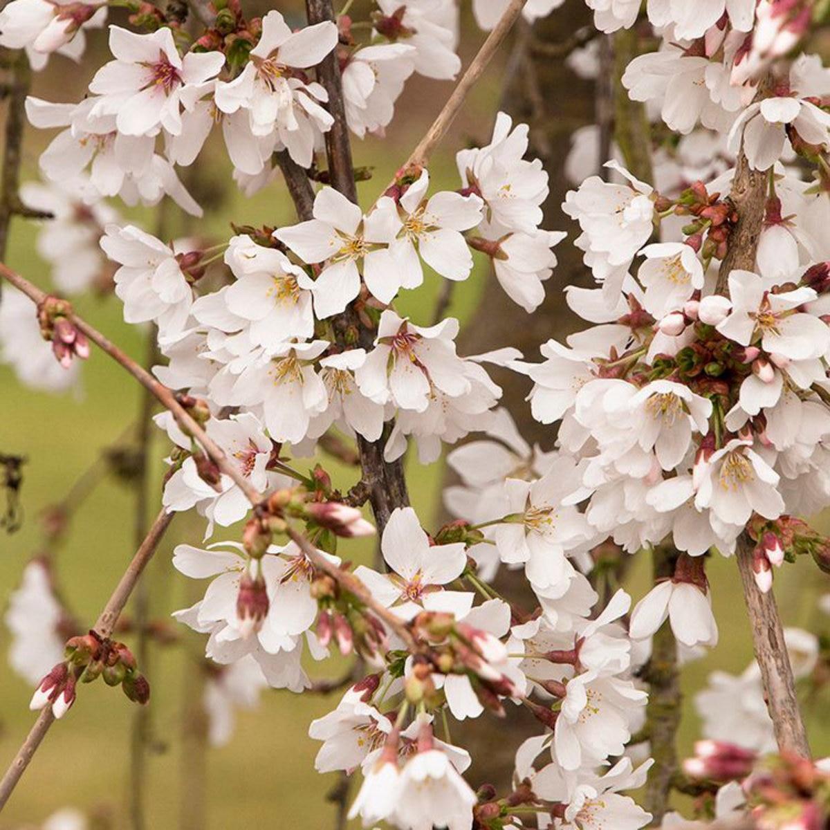 Prunus Subhirtella Snow Fountain Single Stem - View 1 from www redcrocus com