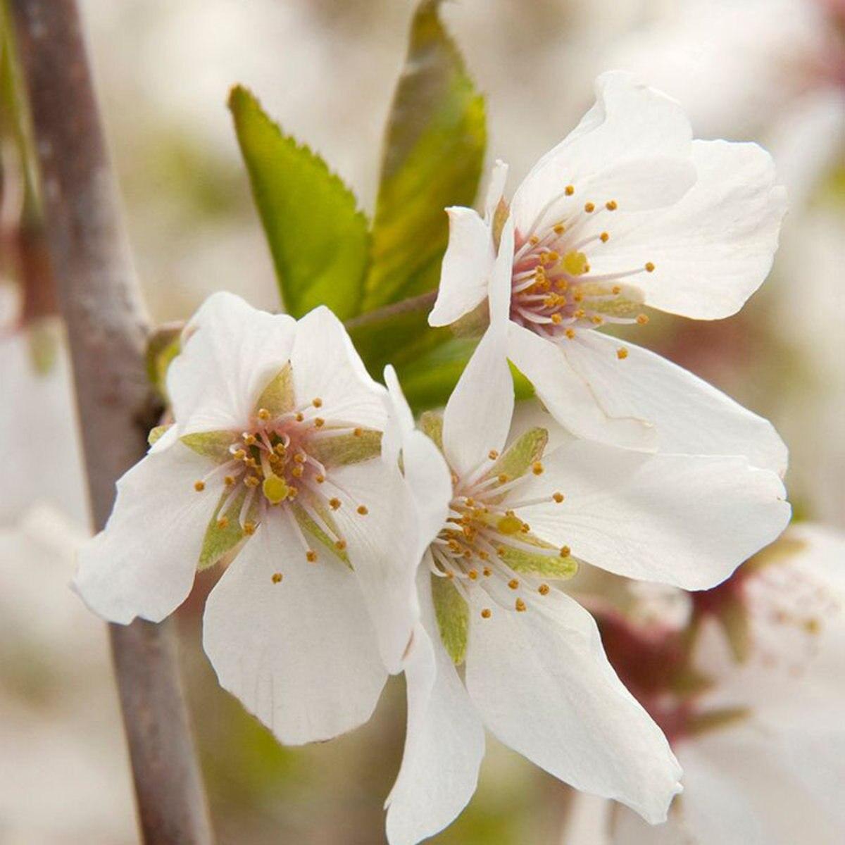 Prunus Subhirtella Snow Fountain Single Stem - View 2 from www redcrocus com