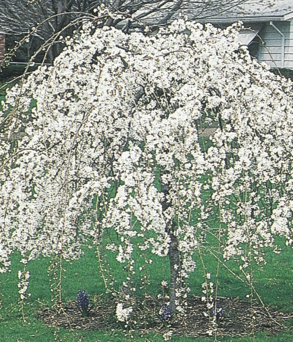 Prunus Subhirtella Snow Fountain Single Stem - View 4 from www redcrocus com
