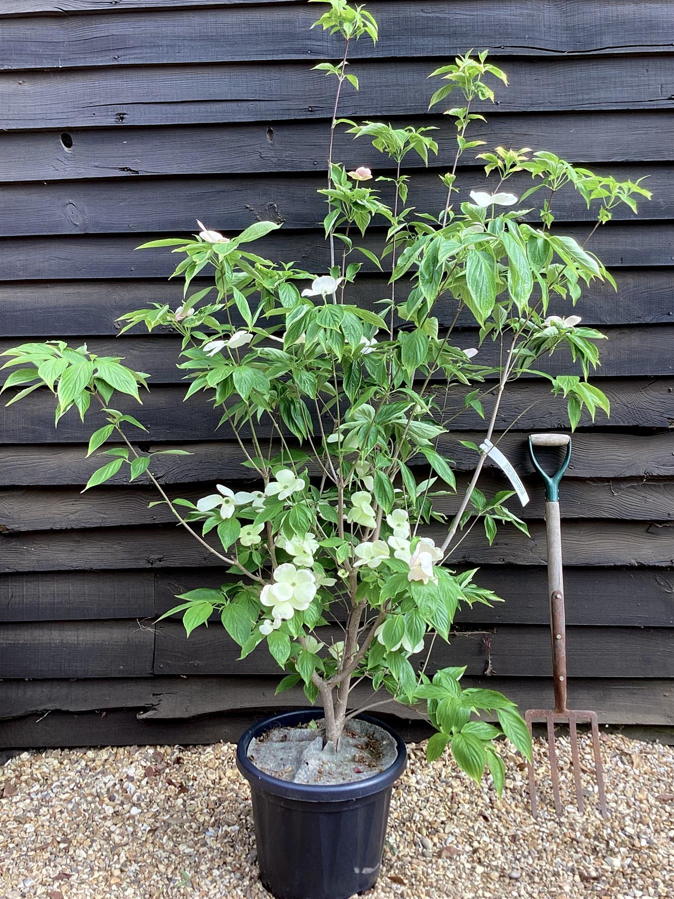 Cornus Rutban 'aurora' Single Stem - View 12 from www redcrocus com