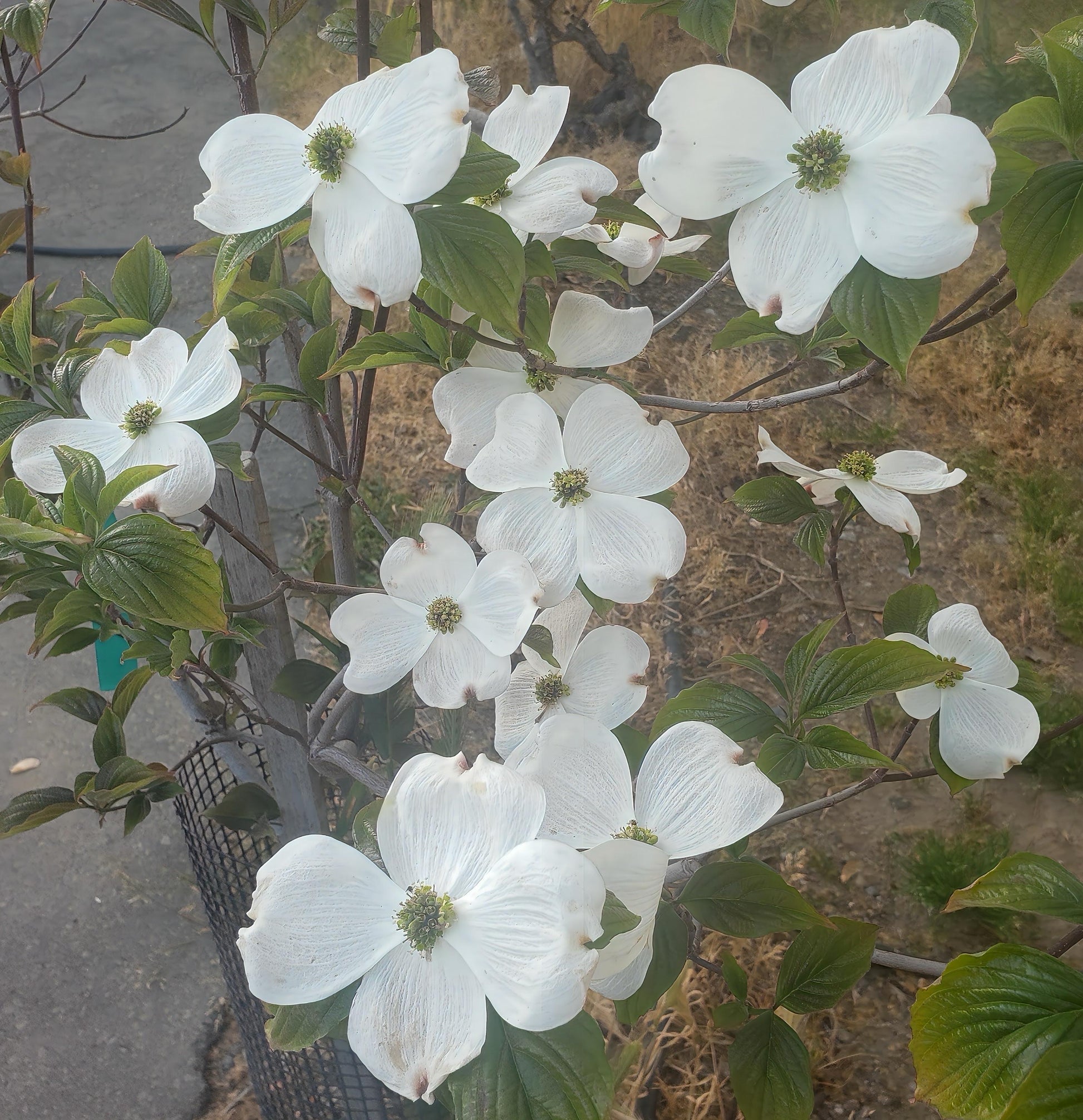 Cornus Rutban 'aurora' Single Stem - View 17 from www redcrocus com