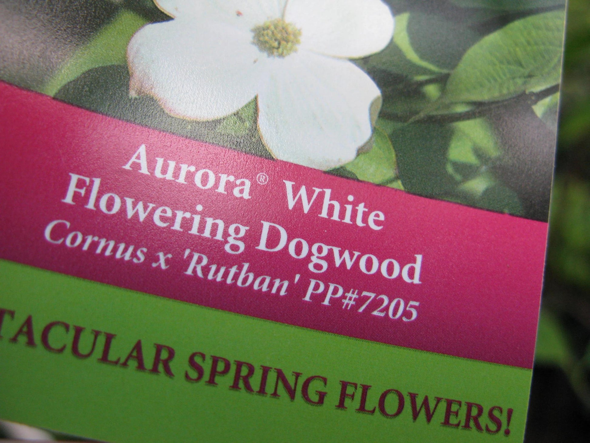 Cornus Rutban 'aurora' Single Stem - View 20 from www redcrocus com