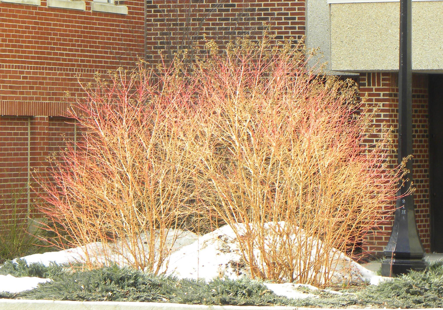 Cornus Rutban 'aurora' Single Stem - View 23 from www redcrocus com