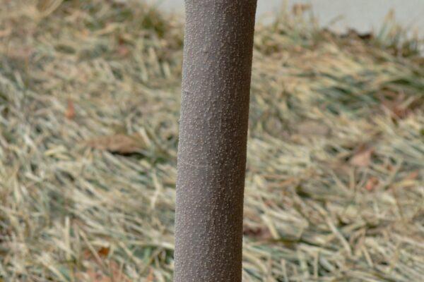Cornus Rutban 'aurora' Single Stem - View 5 from www redcrocus com