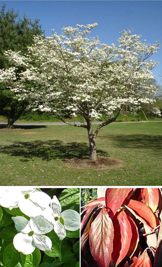 Cornus Rutdan Celestial Single Stem - View 15 from www redcrocus com