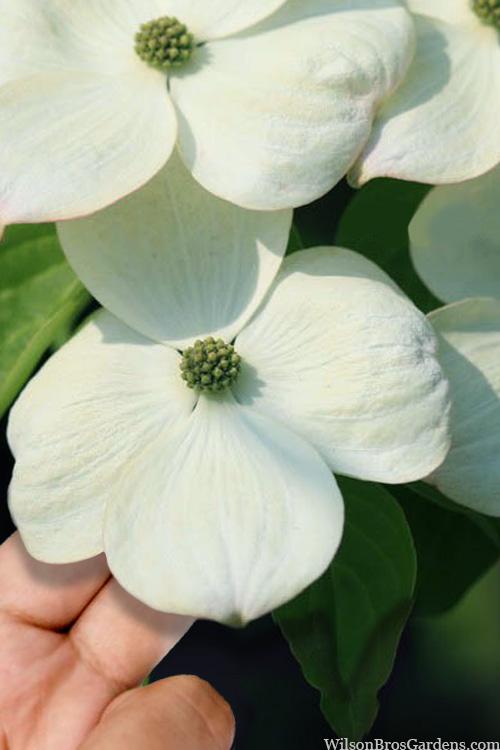 Cornus Rutdan Celestial Single Stem - View 16 from www redcrocus com