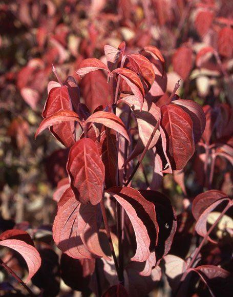 Cornus Rutdan Celestial Single Stem - View 3 from www redcrocus com