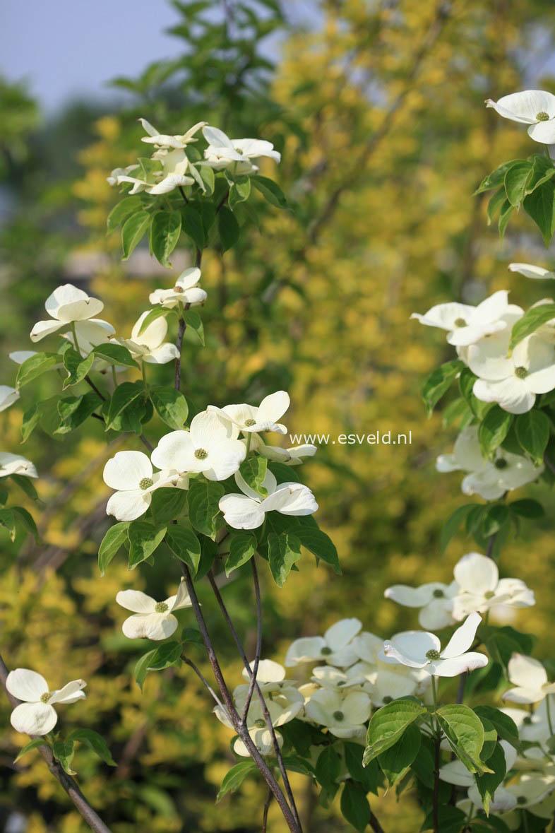 Cornus Rutdan Celestial Single Stem - View 5 from www redcrocus com
