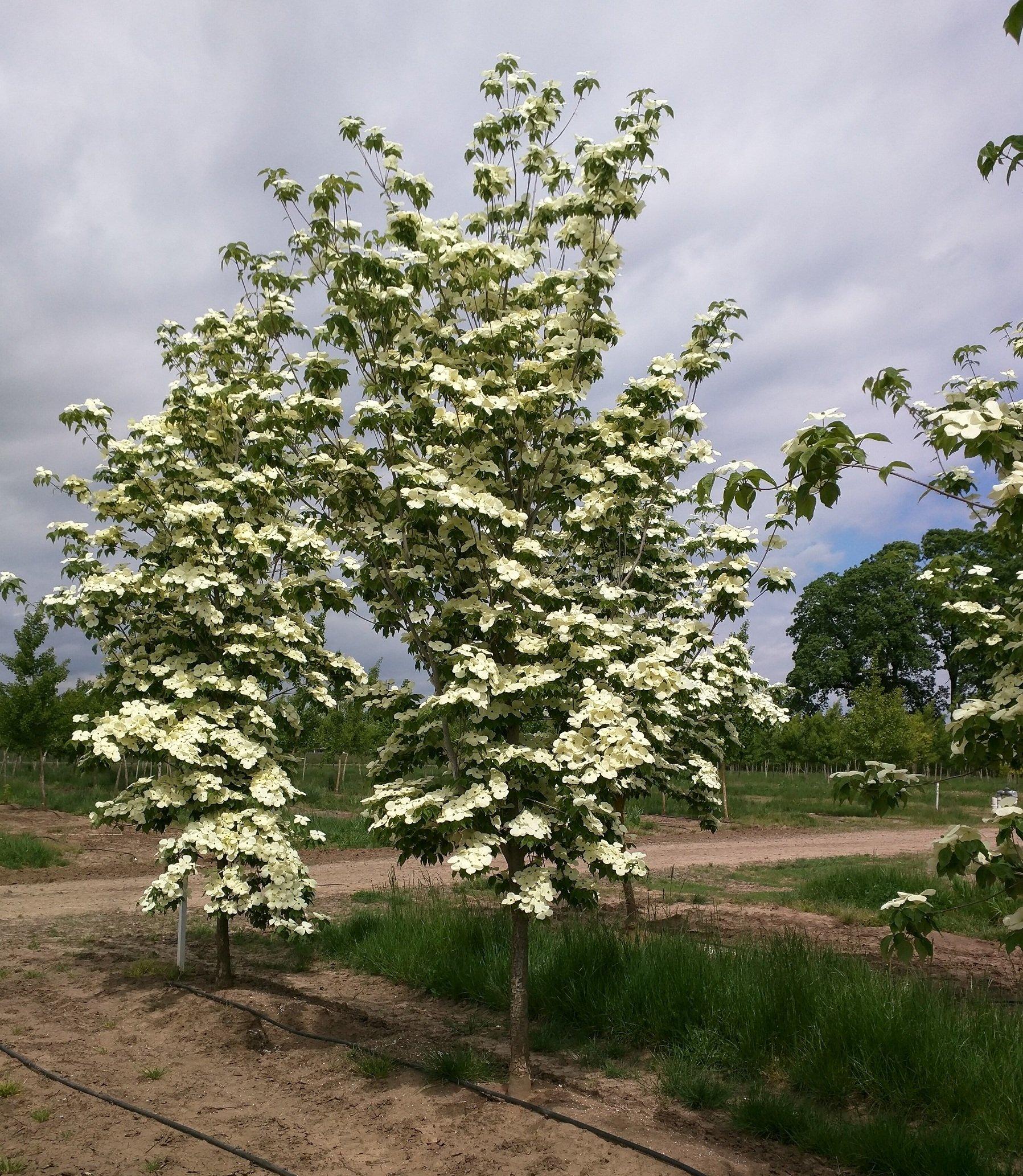 Cornus Rutdan Celestial Single Stem - View 7 from www redcrocus com