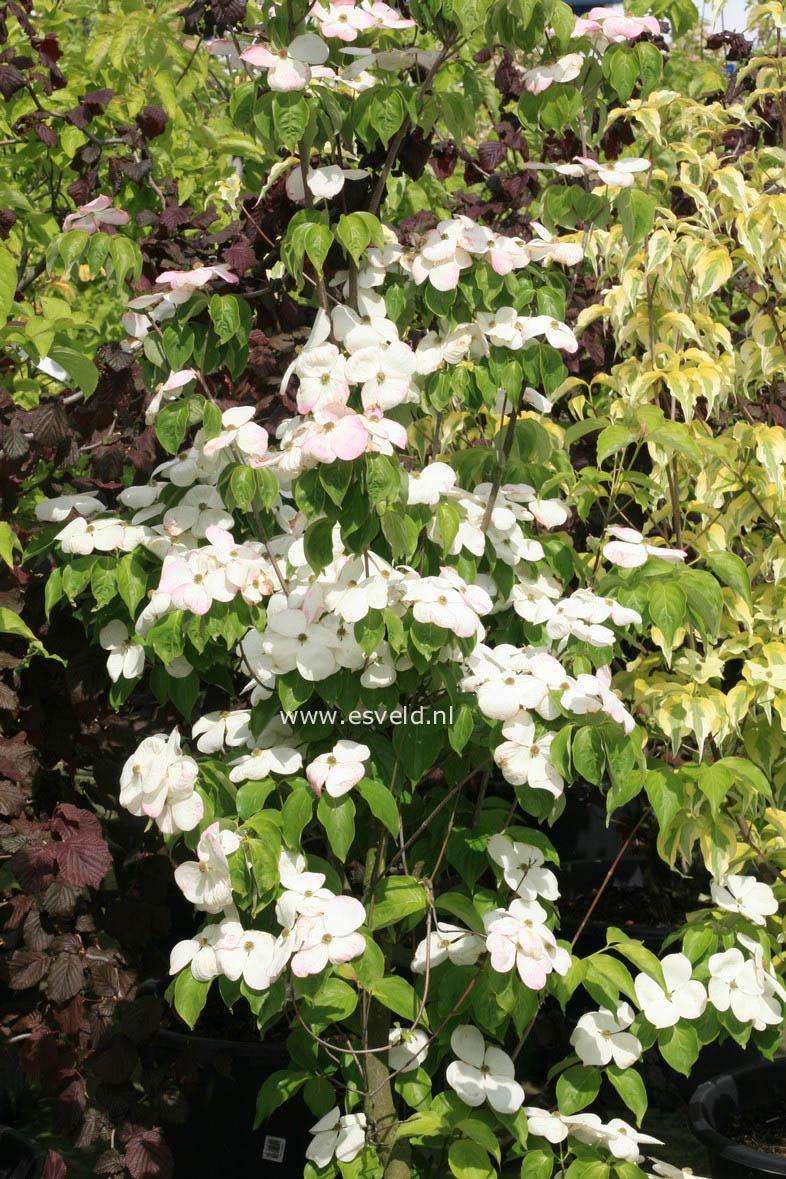 Cornus Rutdan Celestial Single Stem - View 9 from www redcrocus com