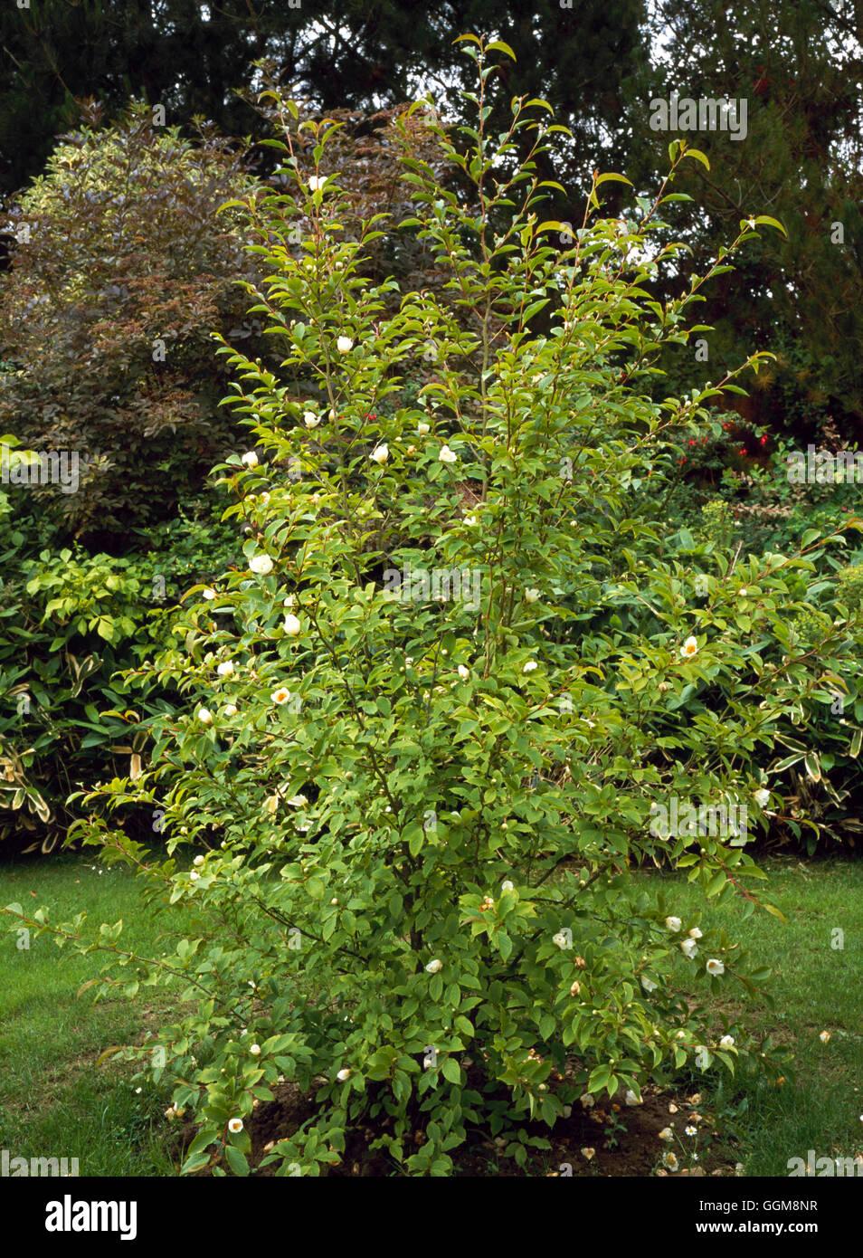 Stewartia Pseudocamellia Single Stem - View 10 from www redcrocus com