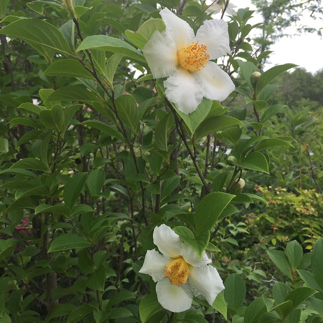 Stewartia Pseudocamellia Single Stem - View 17 from www redcrocus com