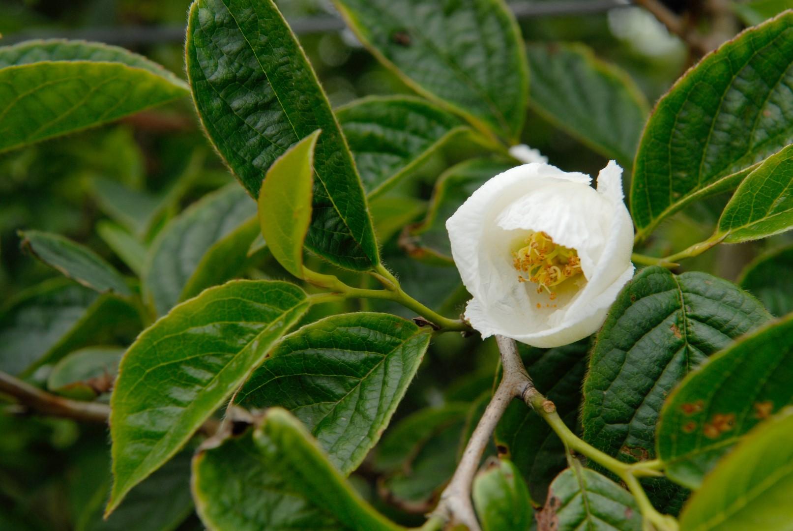 Stewartia Pseudocamellia Single Stem - View 3 from www redcrocus com
