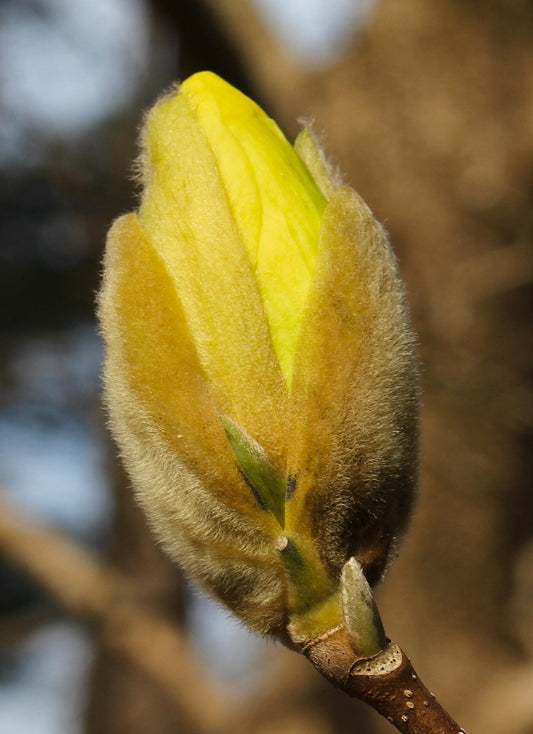 Magnolia Acuminata 'butterflies' Single Stem - View 10 from www redcrocus com