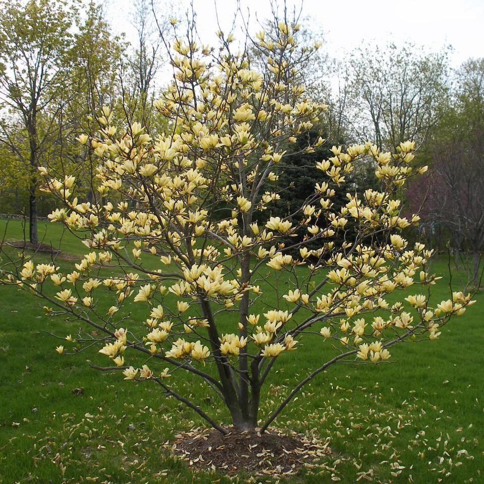 Magnolia Acuminata 'butterflies' Single Stem - View 12 from www redcrocus com