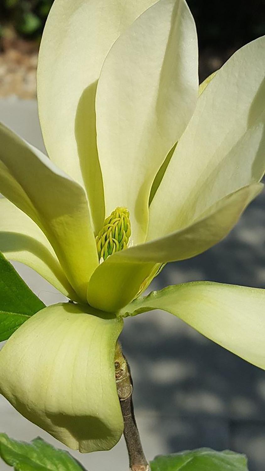 Magnolia Acuminata 'butterflies' Single Stem - View 13 from www redcrocus com