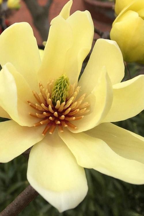 Magnolia Acuminata 'butterflies' Single Stem - View 18 from www redcrocus com