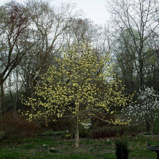 Magnolia Acuminata 'butterflies' Single Stem - View 19 from www redcrocus com
