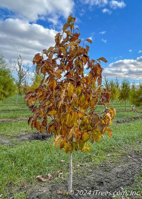 Magnolia Acuminata 'butterflies' Single Stem - View 1 from www redcrocus com