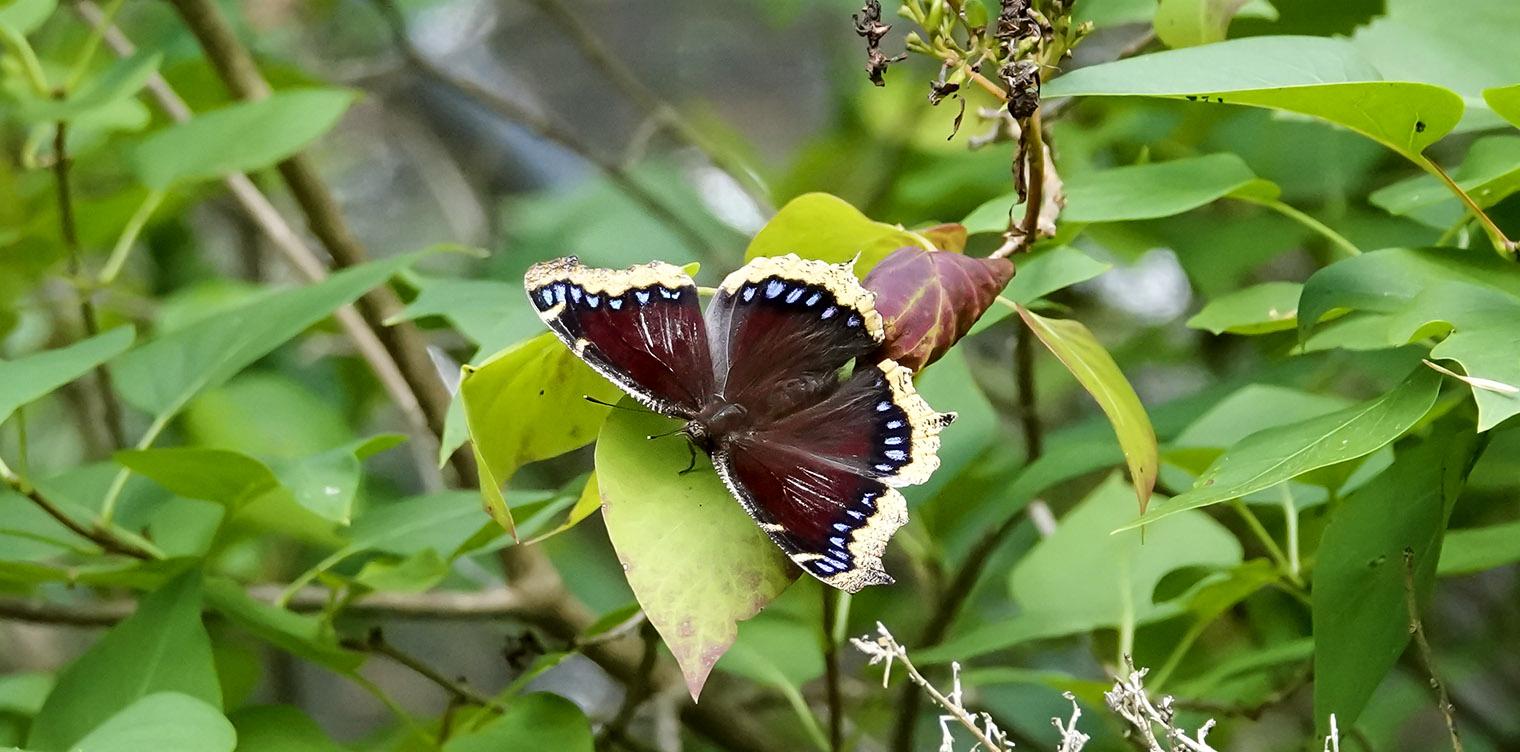 Magnolia Acuminata 'butterflies' Single Stem - View 20 from www redcrocus com