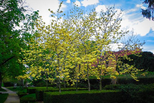 Magnolia Acuminata 'butterflies' Single Stem - View 21 from www redcrocus com