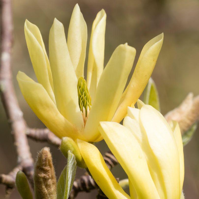 Magnolia Acuminata 'butterflies' Single Stem - View 25 from www redcrocus com