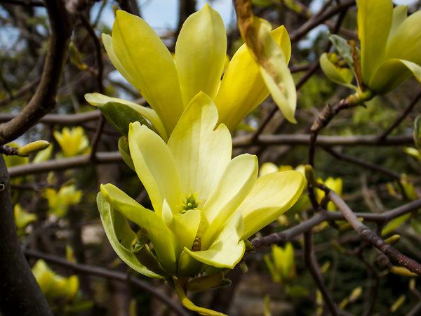 Magnolia Acuminata 'butterflies' Single Stem - View 27 from www redcrocus com