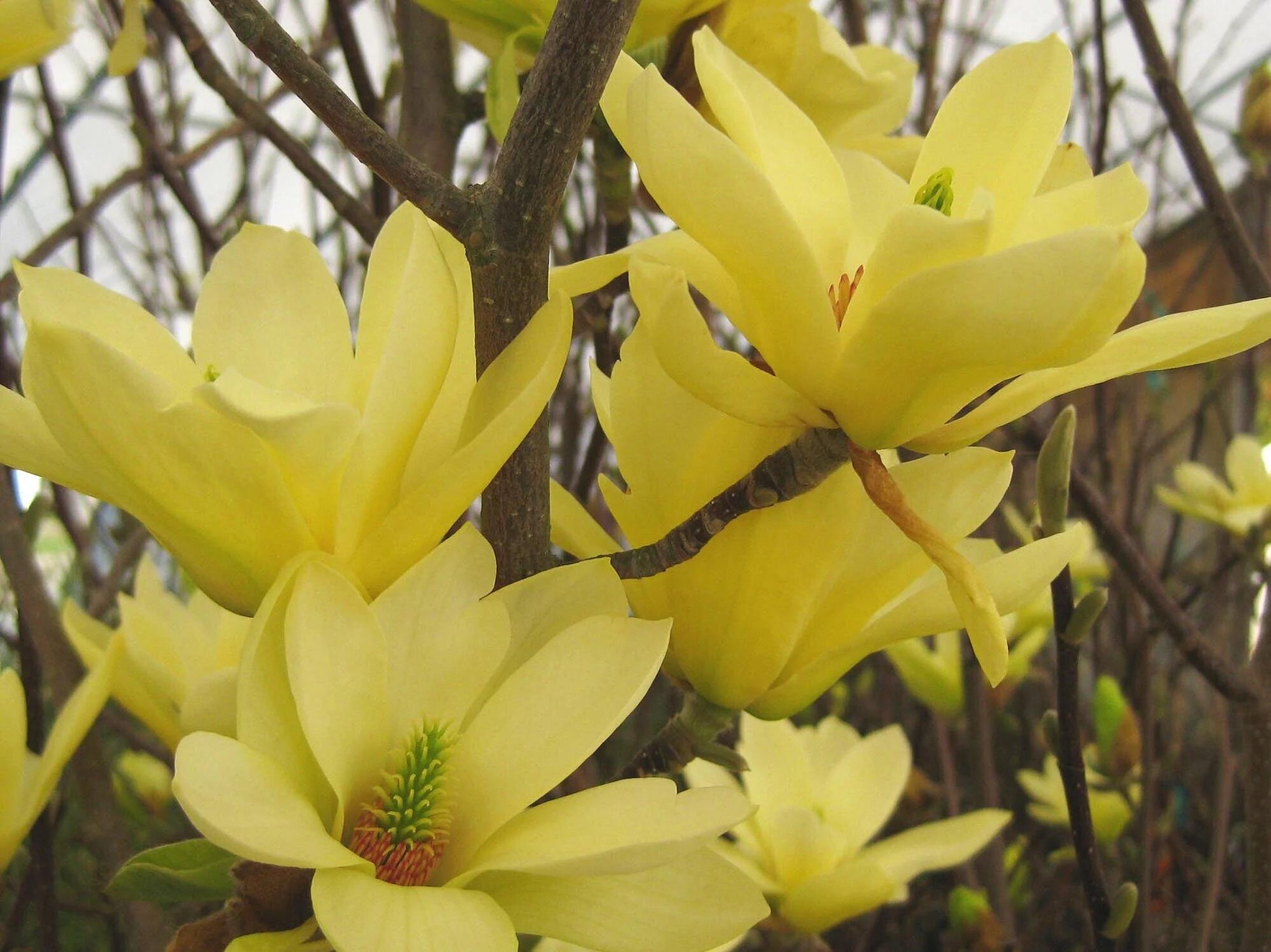 Magnolia Acuminata 'butterflies' Single Stem - View 28 from www redcrocus com