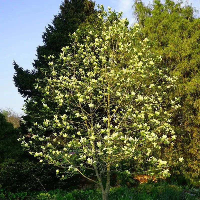 Magnolia Acuminata 'butterflies' Single Stem - View 5 from www redcrocus com