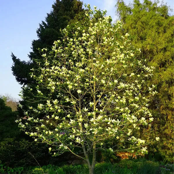 Magnolia Acuminata 'butterflies' Single Stem - View 8 from www redcrocus com