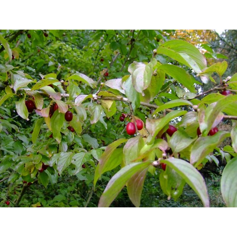 Cornus Mas Golden Glory Single Stem - View 10 from www redcrocus com
